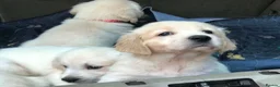 Golden Retriever dogs for sale: Championship lines puppies-ready now - Advert 13