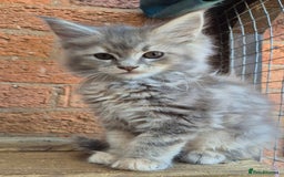 Maine Coon cats for sale: Beautiful Maine Coon kittens - Image 32
