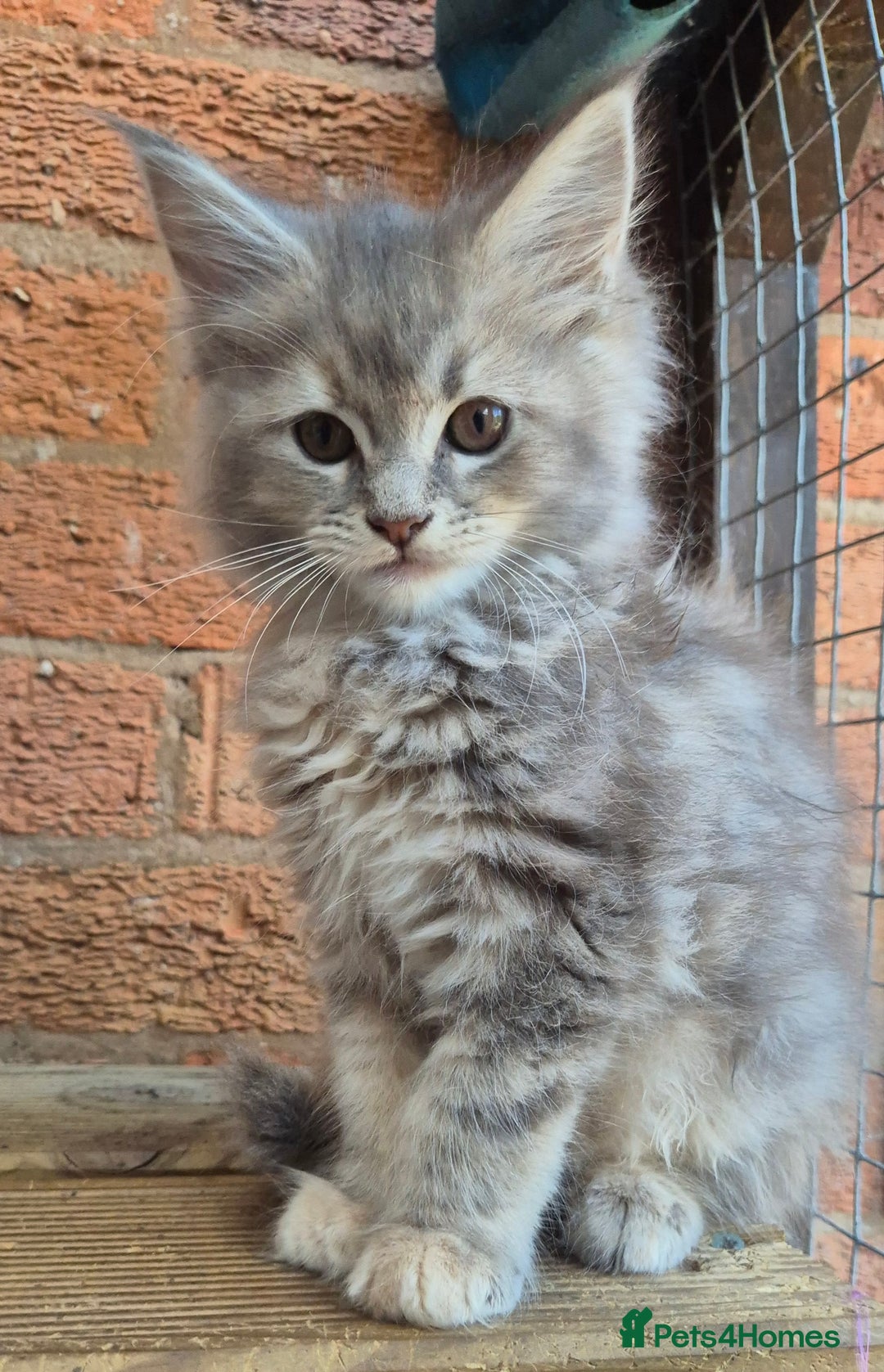 Maine Coon cats for sale: Beautiful Maine Coon kittens - Image 32