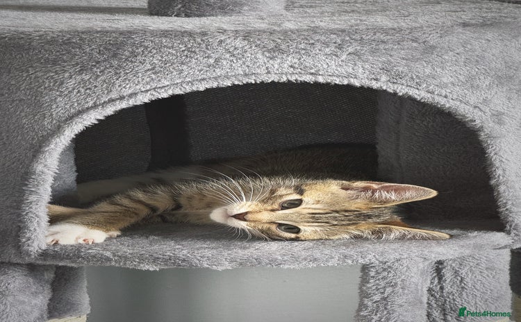 Domestic Shorthair cats - Advert 1