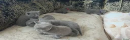 Russian Blue cats for sale: READY! TICA pedigree RUSSIAN BLUE stunning kittens - Advert 2