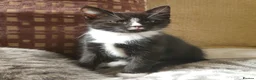 Mixed Breed cats for sale: 3 male kittens grey tabbies and tuxedo  in London - Advert 3