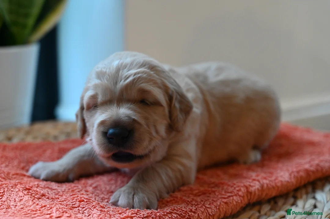 Golden Retriever dogs for sale: Golden Retriever pups for sale - Advert 21