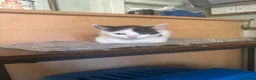 Mixed Breed cats for sale: Beautiful kittens  in Leeds - Advert 2