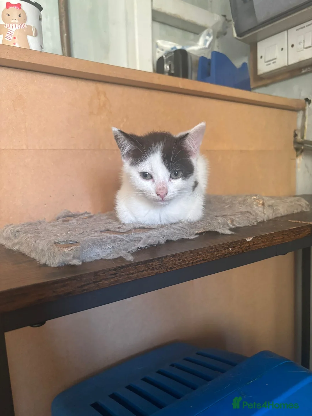 Mixed Breed cats for sale: Beautiful kittens  in Leeds - Advert 2