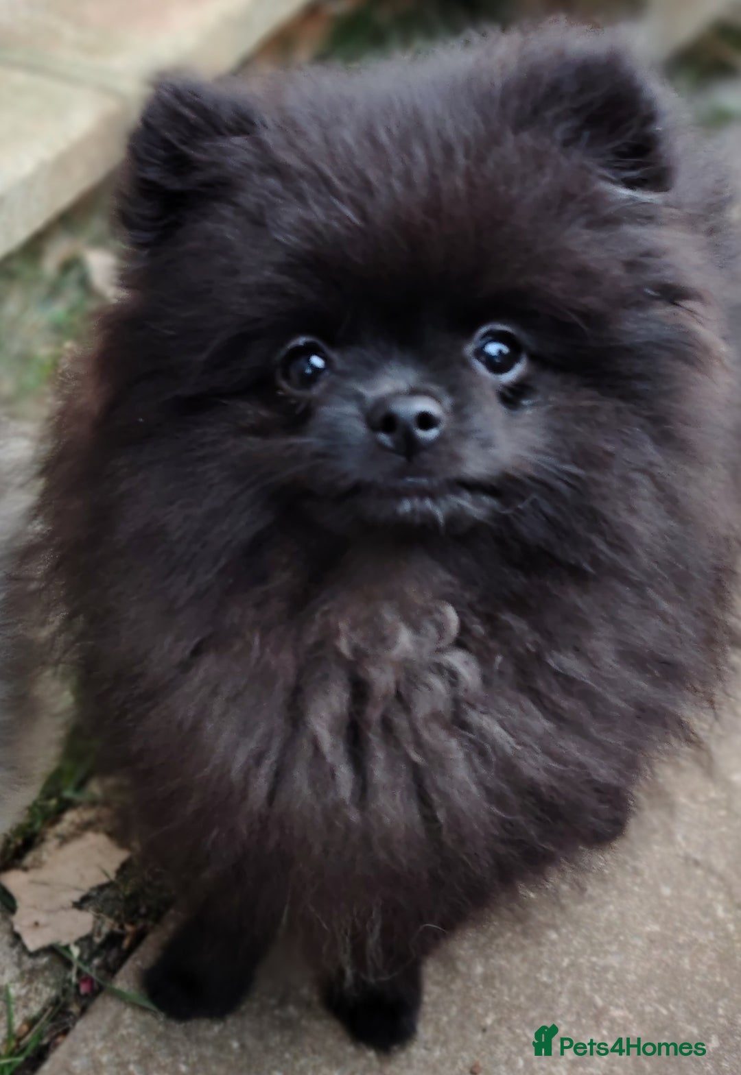 Pomeranian dogs for sale: Pom puppys with Kc reg , pedigree for sale - Advert 13