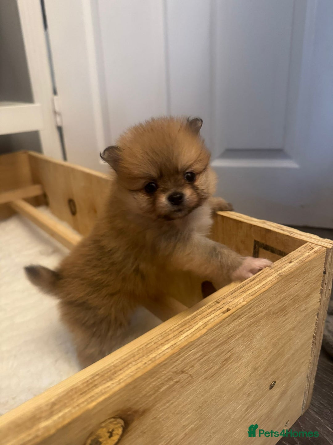 Pomchi dogs for sale: Beautiful pomchi pups - Advert 13