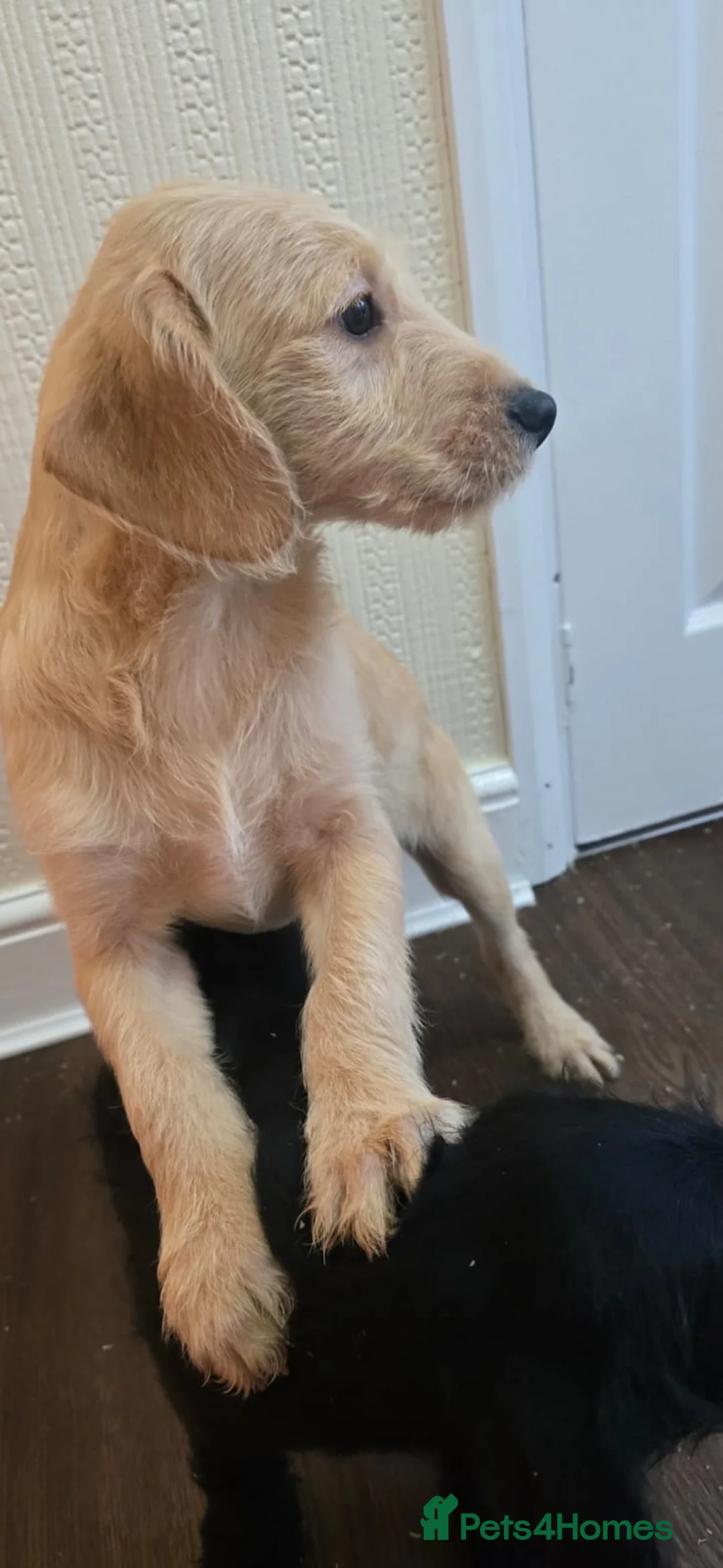 Goldendoodle dogs for sale: Goldendoodle puppys in Chichester - Advert 3