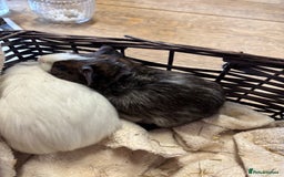 Guinea Pig rodents for sale: Beautiful baby male guinea pigs  - Image 3