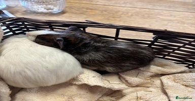 Guinea Pig rodents - Advert 14