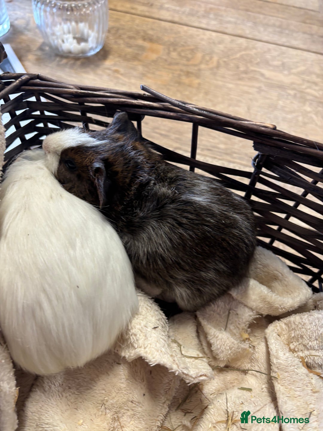 Guinea Pig rodents for sale: Beautiful baby male guinea pigs  - Image 3