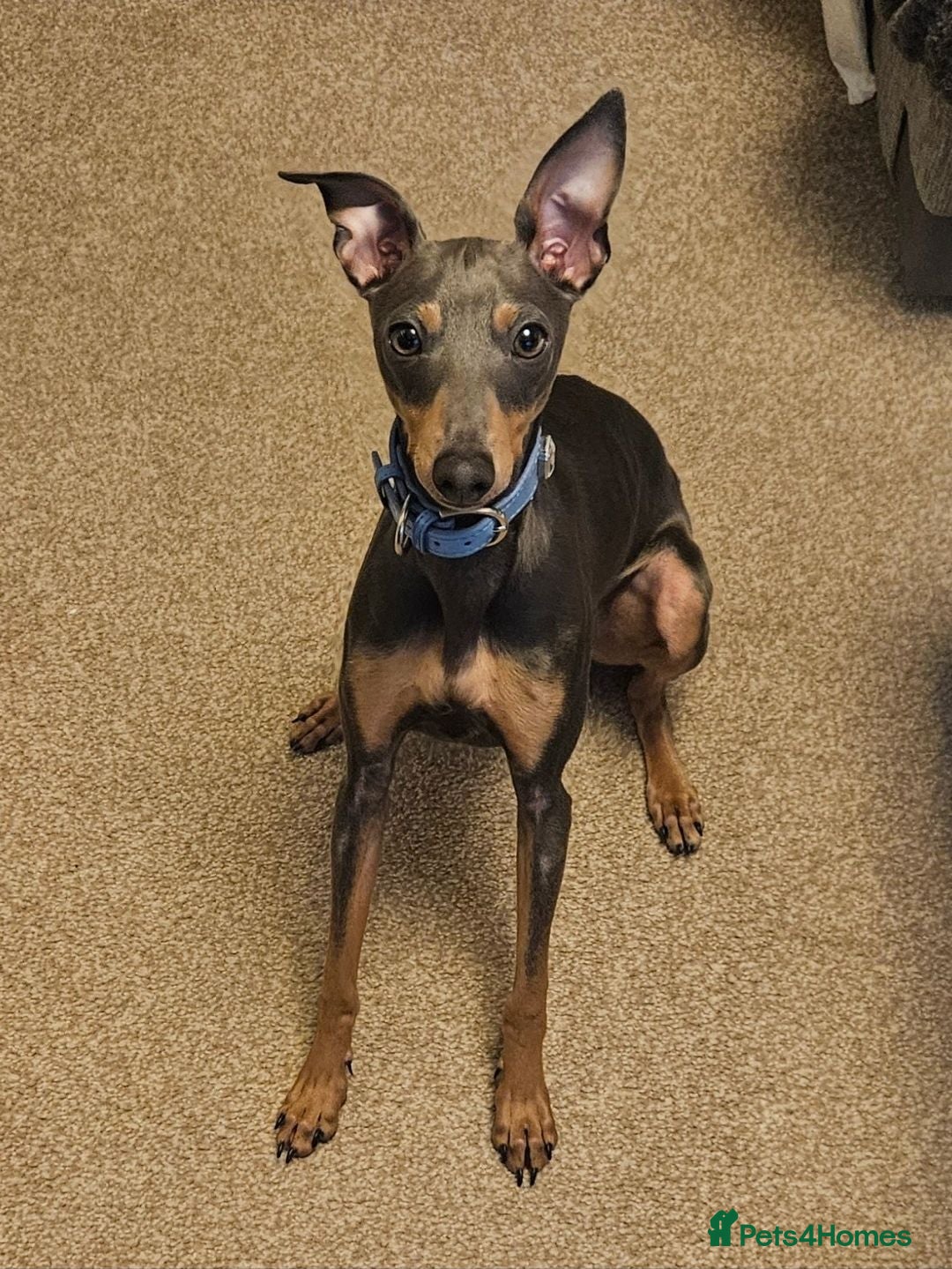 Italian Greyhound dogs KC registered Italian greyhound for stud - Advert 1