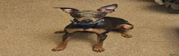 Italian Greyhound dogs for stud: KC registered Italian greyhound for stud - Advert 1
