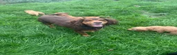 Cockapoo dogs for sale: Happy healthy absolutely gorgeous Cockapoo babies - Advert 3