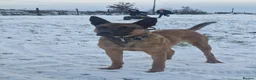 Mixed Breed dogs for sale: Dutch herder/bull herder - Advert 2
