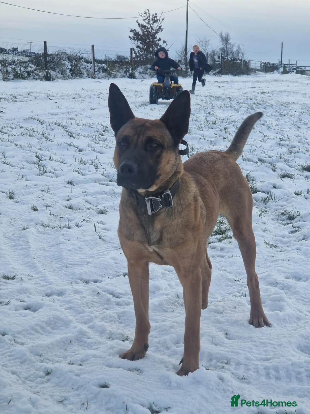 Mixed Breed dogs for sale: Dutch herder/bull herder - Advert 2