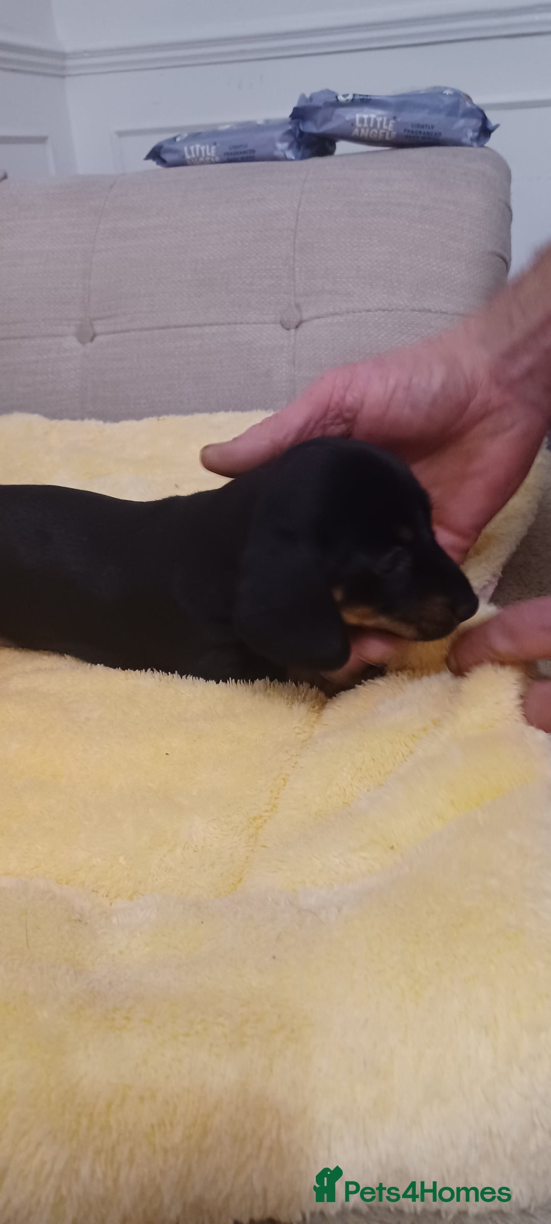 Miniature Dachshund dogs for sale: Miniature daschund  - Advert 7