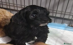 Cockapoo dogs for sale: Gorgeous cockapoo puppies. - Image 8
