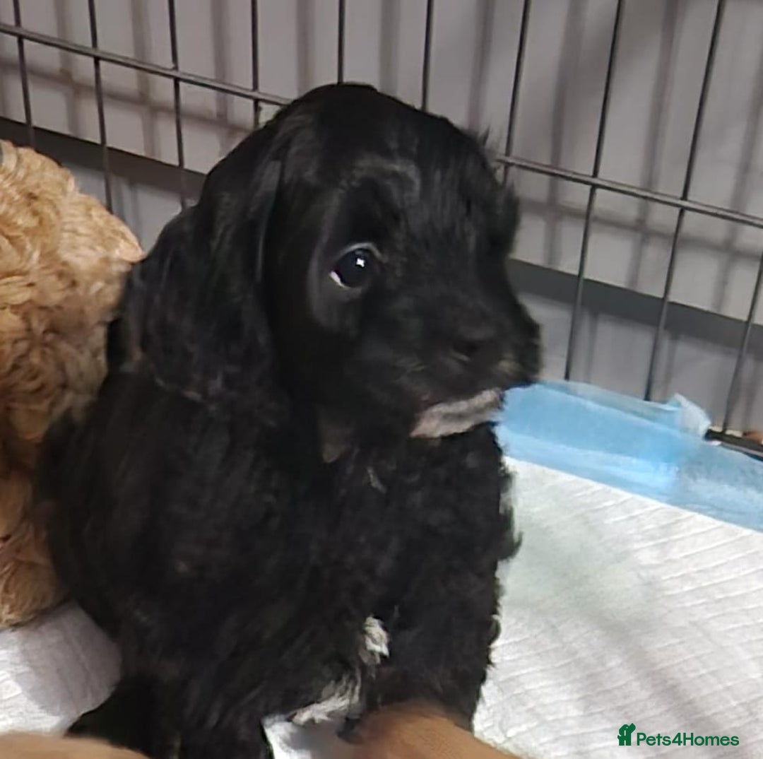 Cockapoo dogs for sale: Gorgeous cockapoo puppies. - Image 8