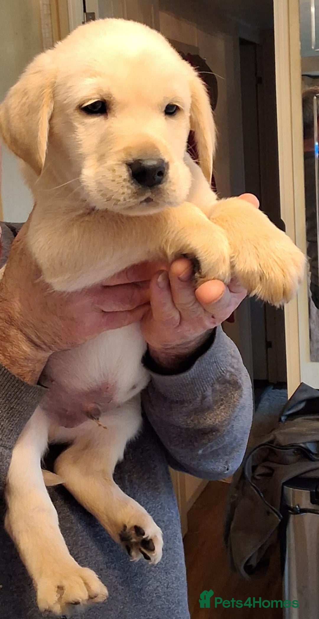 Goldador dogs for sale: Goldador puppies  - Advert 25