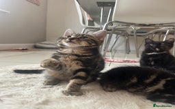 Mixed Breed cats for sale: 5 Adorable Mixed Breed Kittens - Image 22