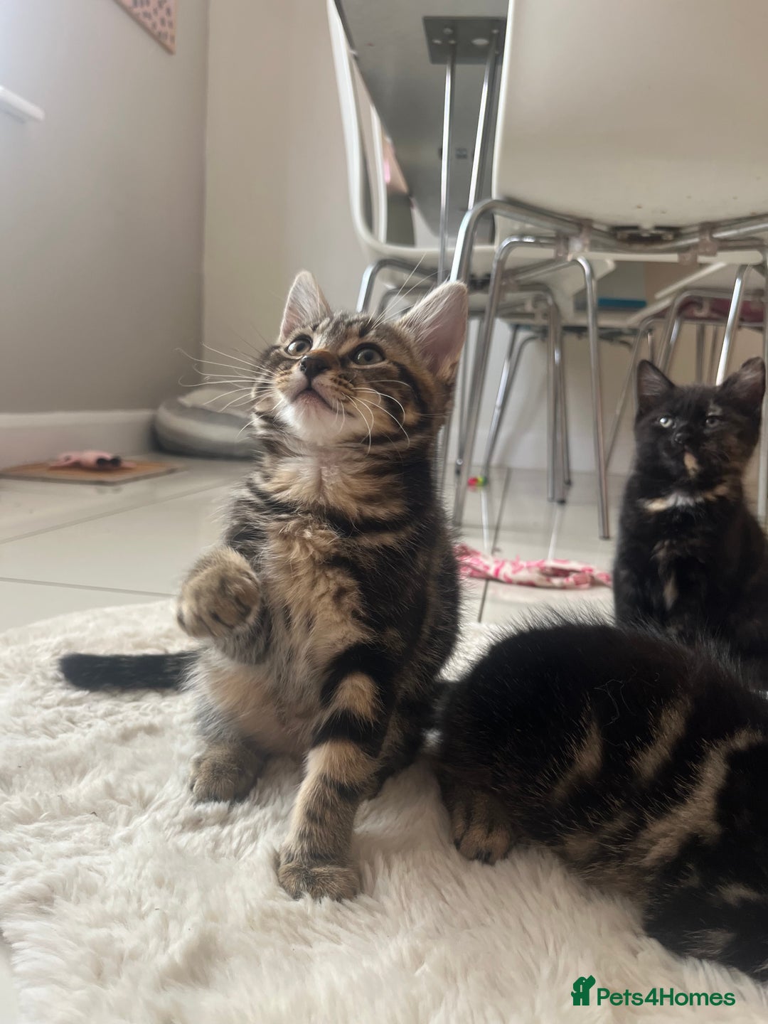 Mixed Breed cats for sale: 5 Adorable Mixed Breed Kittens - Image 22