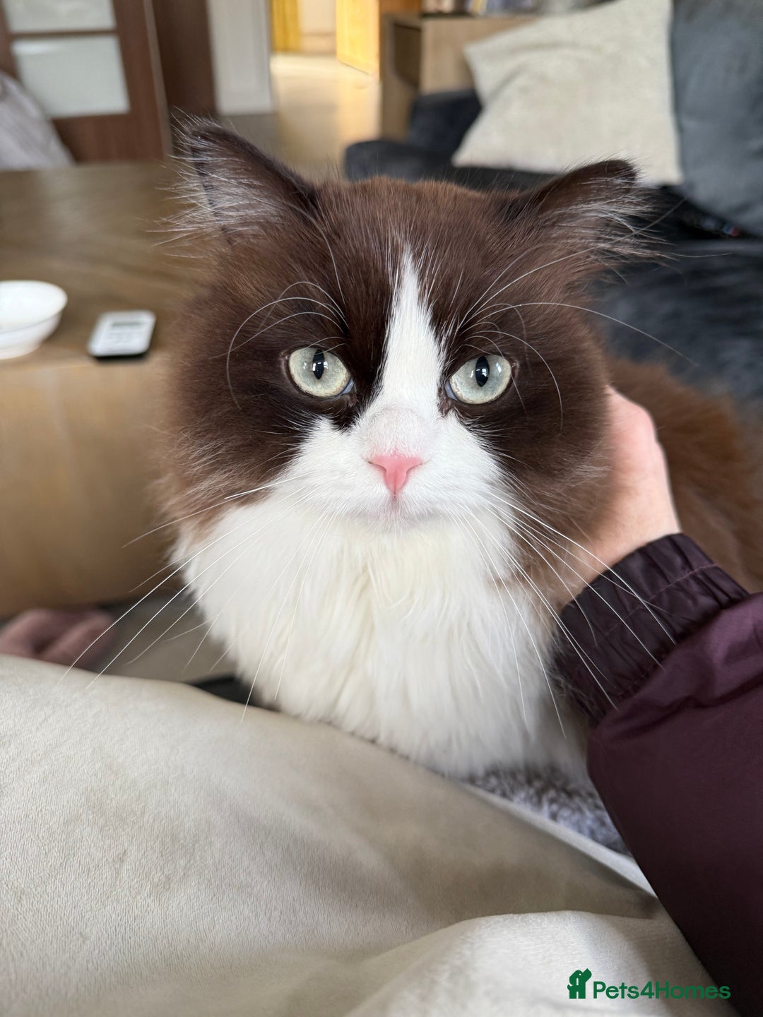 RagaMuffin cats for sale: 2 year old Ragamuffin sisters to loving home - Image 2
