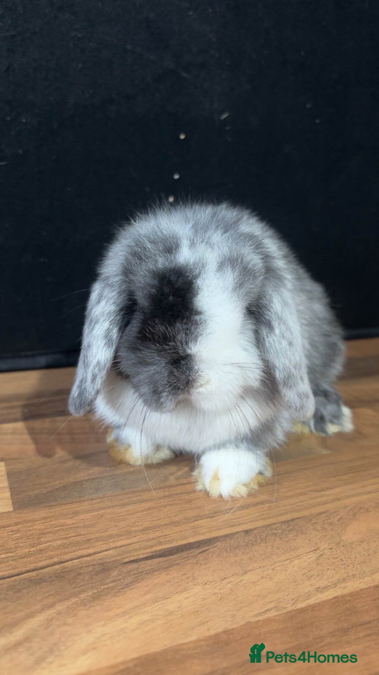 Mini Lop rabbits Pure bred mini lop babies - Advert 1