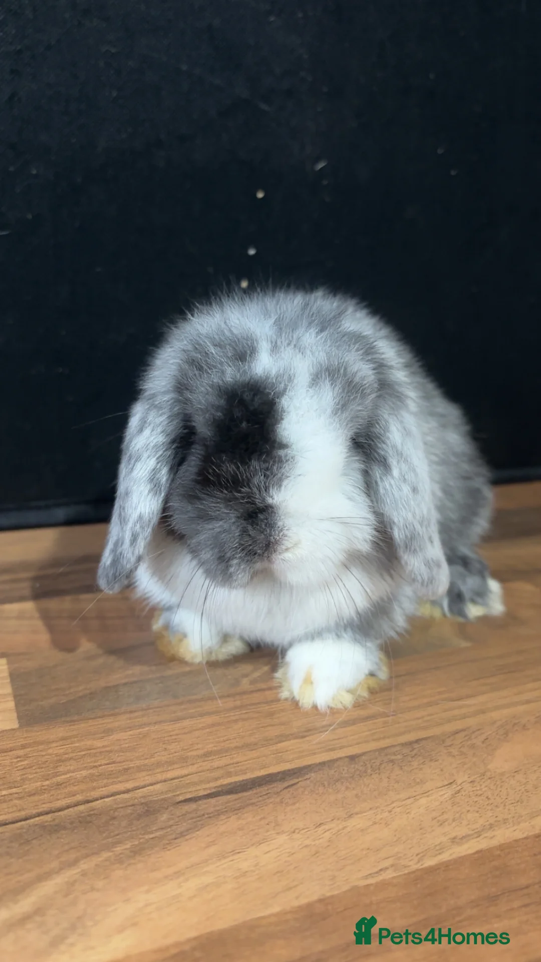 Mini Lop rabbits for sale: Pure bred mini lop babies - Advert 1