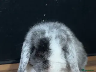 Mini Lop rabbits Pure bred mini lop babies - Advert 2