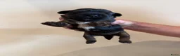 Patterjack dogs for sale: Patajack Puppies   - Advert 6
