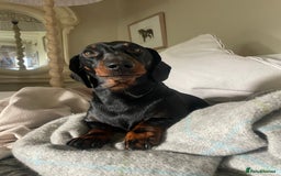 Mixed Breed dogs for sale: Dachshund Crosses - Image 8