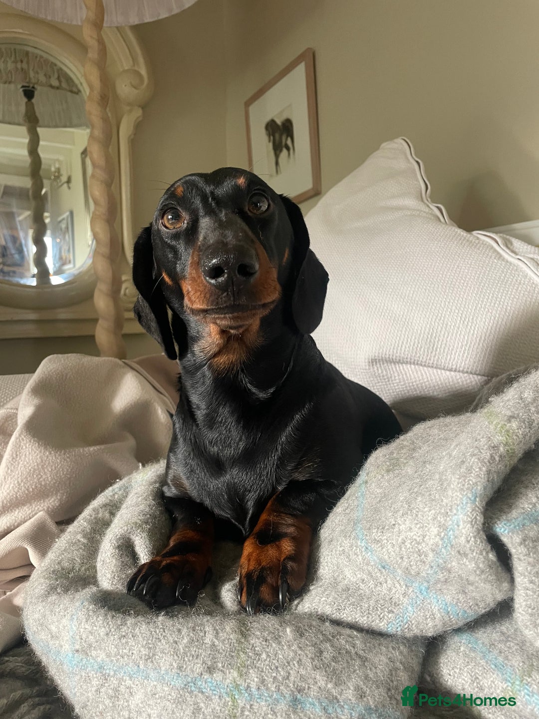 Mixed Breed dogs for sale: Dachshund Crosses - Image 8