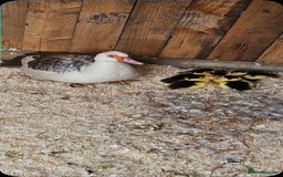 Ducks poultry for sale: Muscovy ducklings  - Image 1