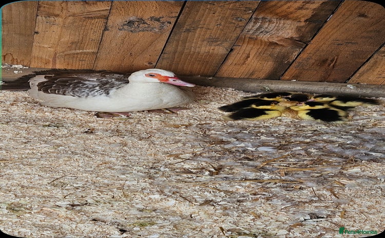 Ducks poultry - Advert 1