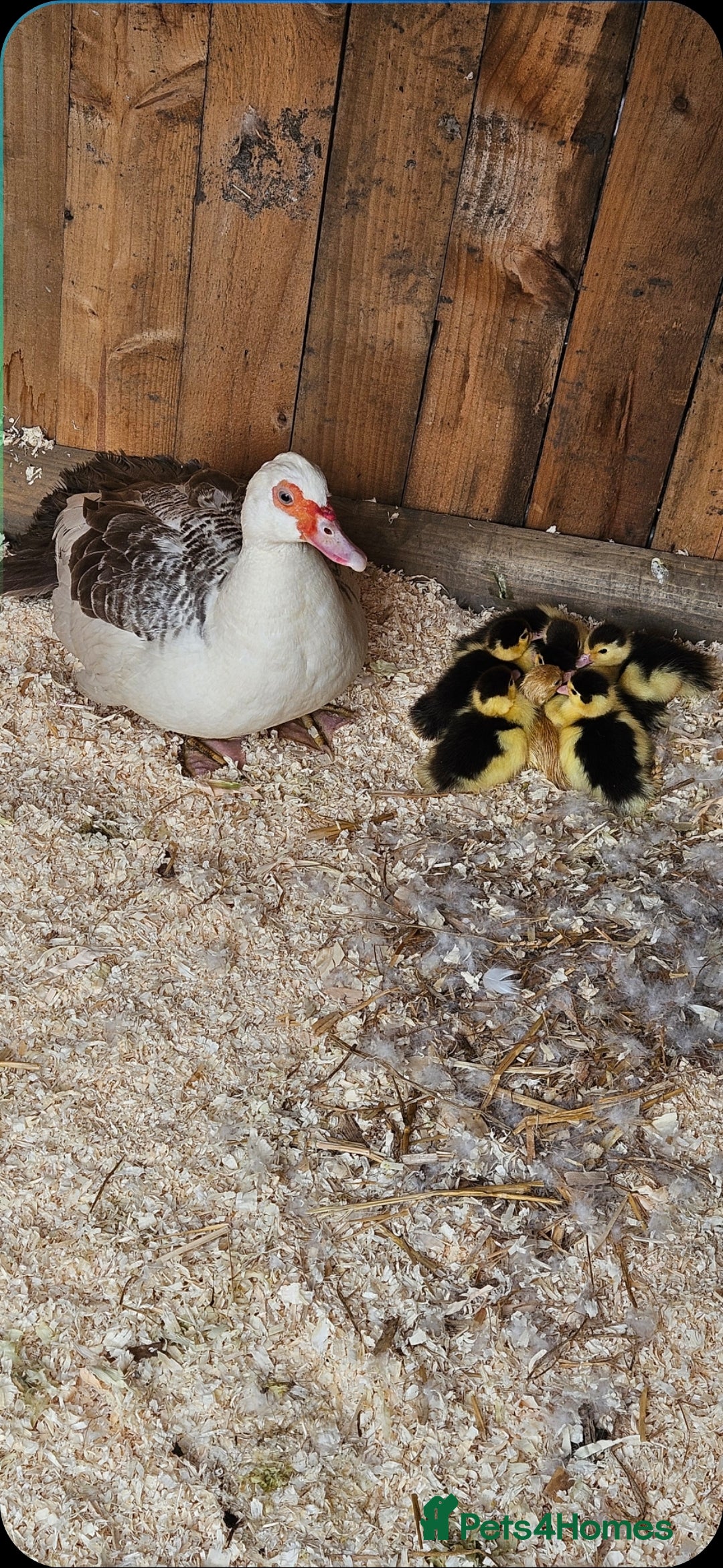 Ducks poultry for sale: Muscovy ducklings  - Image 1
