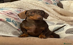 Miniature Dachshund dogs for sale: Blue needs new home  - Image 7
