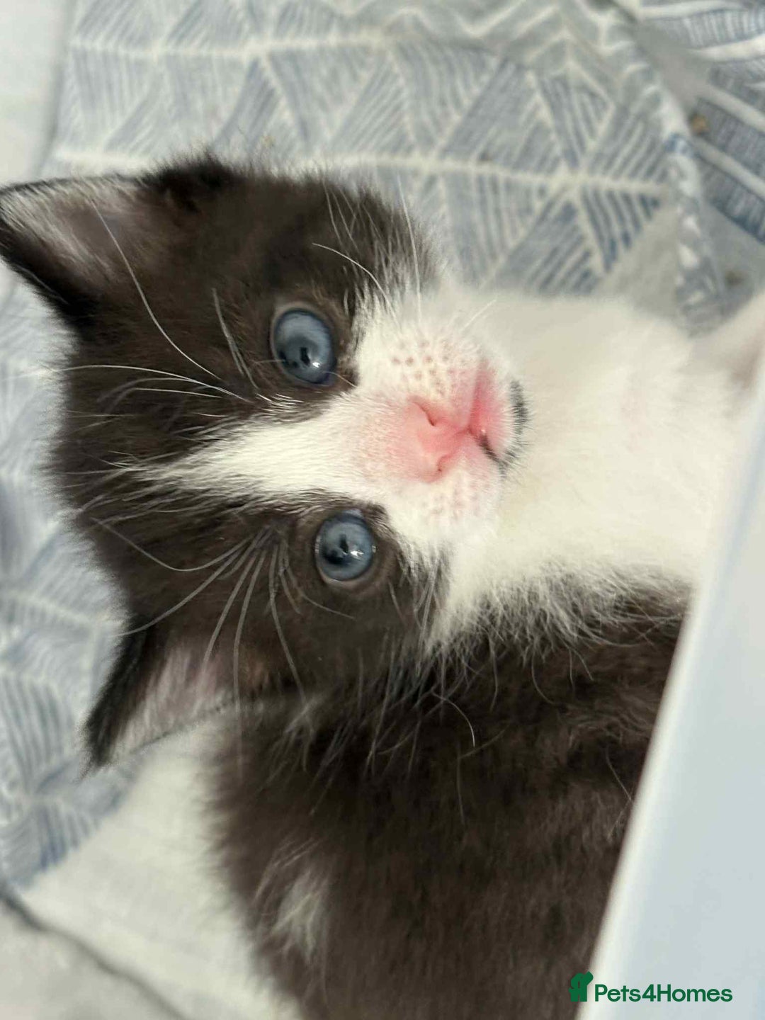 British Shorthair cats for sale: 2 kittens for sale  - Image 19