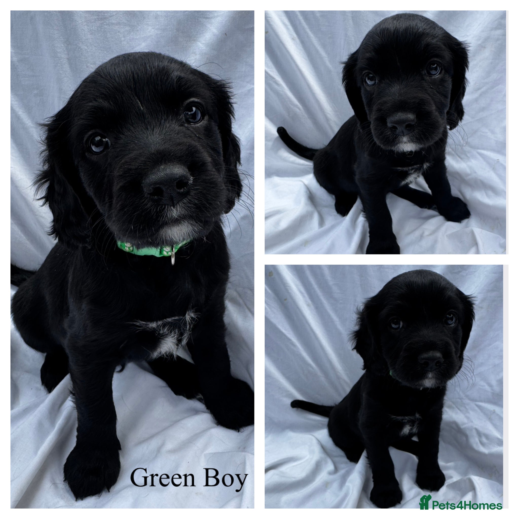 Mixed Breed dogs Springalier puppies for sale  - Advert 1