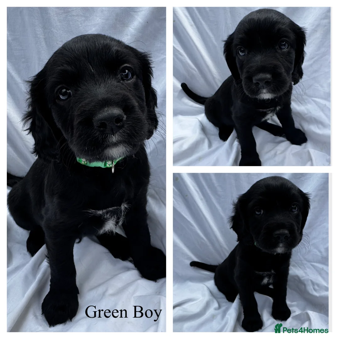 Mixed Breed dogs for sale: Springalier puppies for sale  - Advert 1