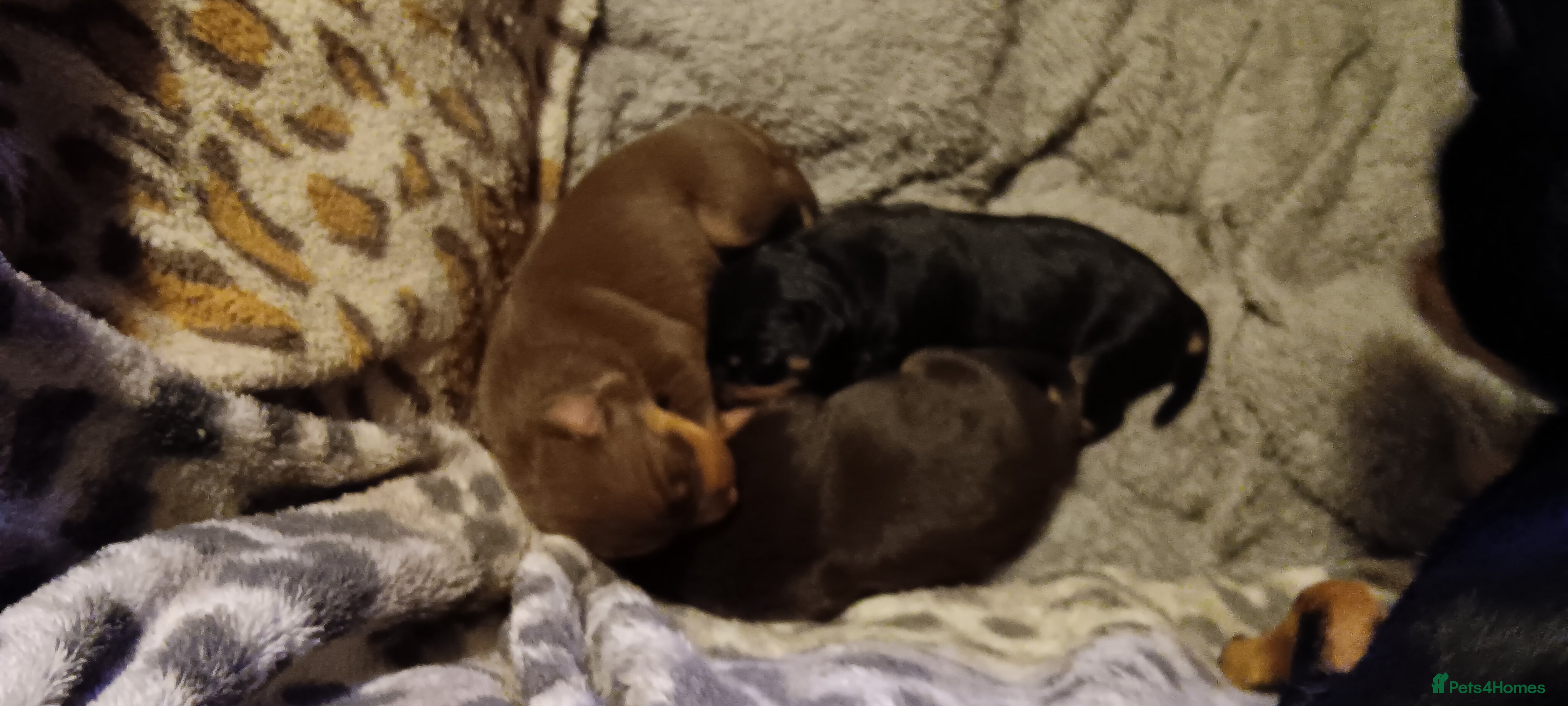 Miniature Pinscher dogs Beautiful miniature pinschers for sale full breed  - Advert 5