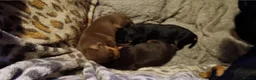 Miniature Pinscher dogs for sale: Beautiful miniature pinschers for sale full breed  - Advert 1