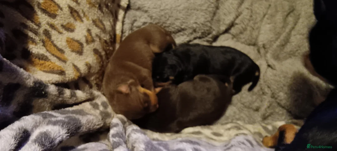 Miniature Pinscher dogs for sale: Beautiful miniature pinschers for sale full breed  - Advert 1