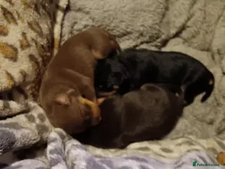 Miniature Pinscher dogs Beautiful miniature pinschers for sale full breed - Advert 5