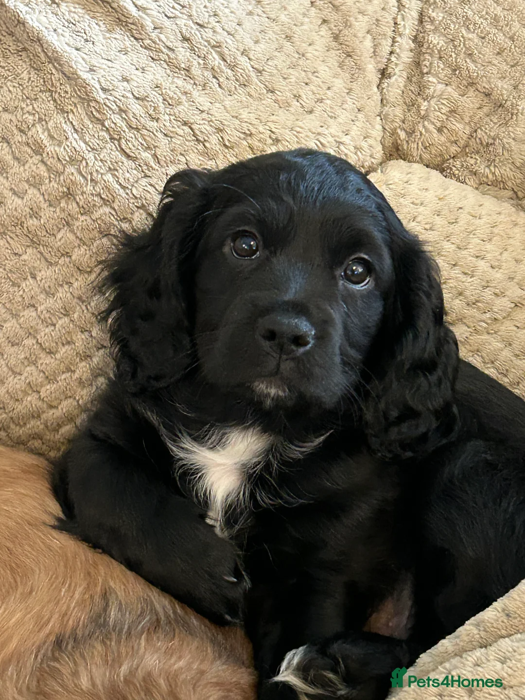 Mixed Breed dogs for sale: Beautiful puppy ready to go ! !Cocker Tzu Puppy - Advert 1