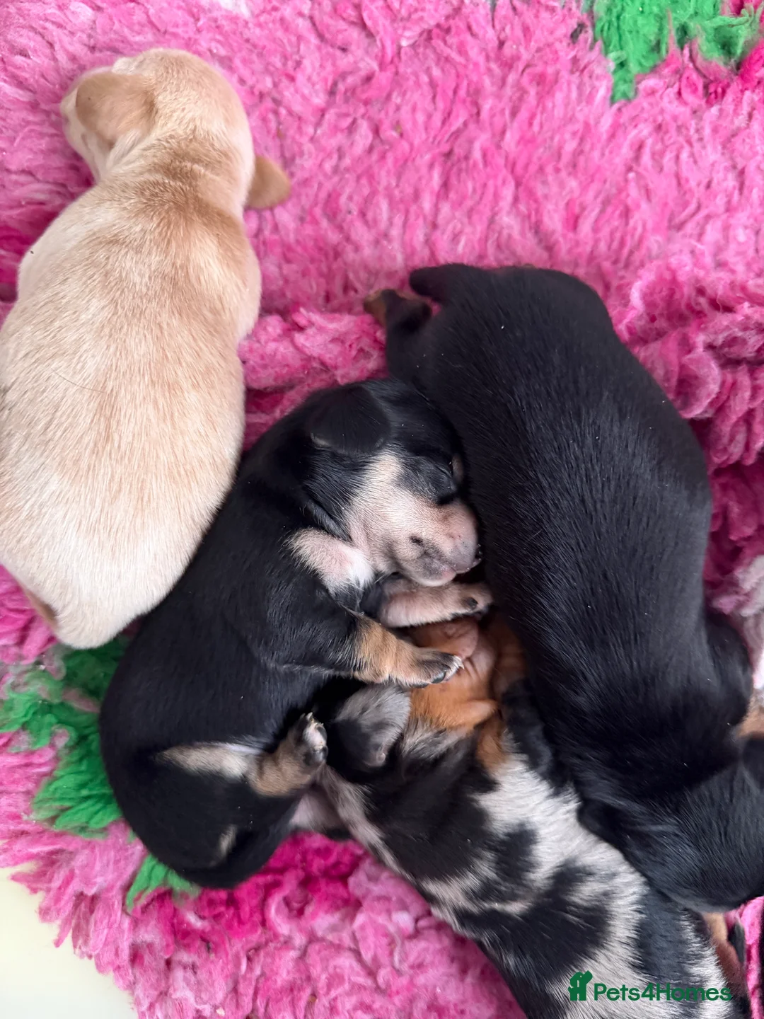 Miniature Dachshund dogs for stud: 🩵🧡 Very small mini Kc full Health tested 🩵🧡 in Accrington - Advert 5