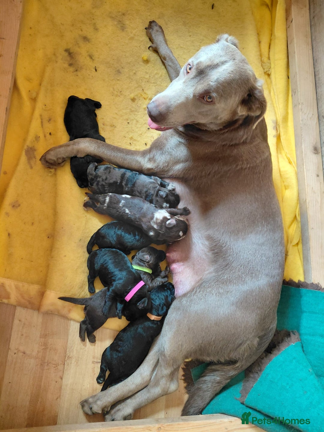 Labradoodle dogs for sale: Rare mini labradoodles variety of colours! - Image 1