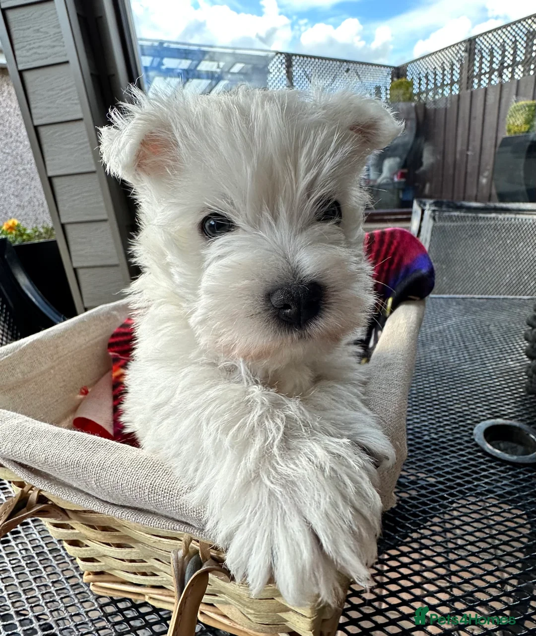 West Highland Terrier dogs for stud: West Highland Terrier in Lanark - Advert 6