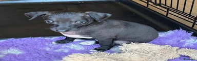 Italian Greyhound 2