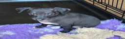 Italian Greyhound dogs for sale: 2 gorgeous Italian Greyhound boys. - Advert 2